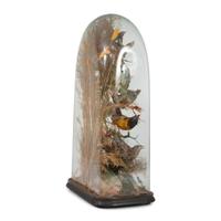 A Victorian Bird Taxidermy Diorama