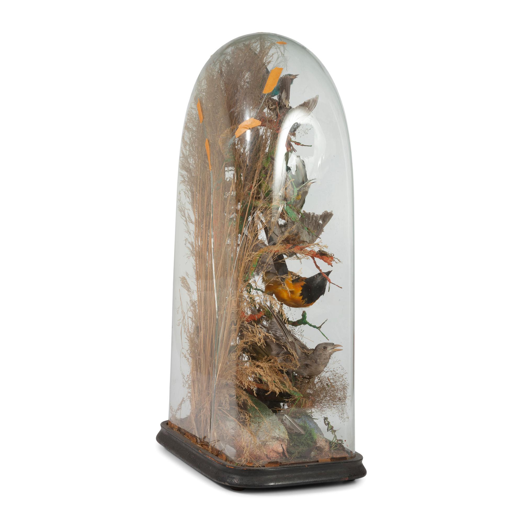 A Victorian Bird Taxidermy Diorama