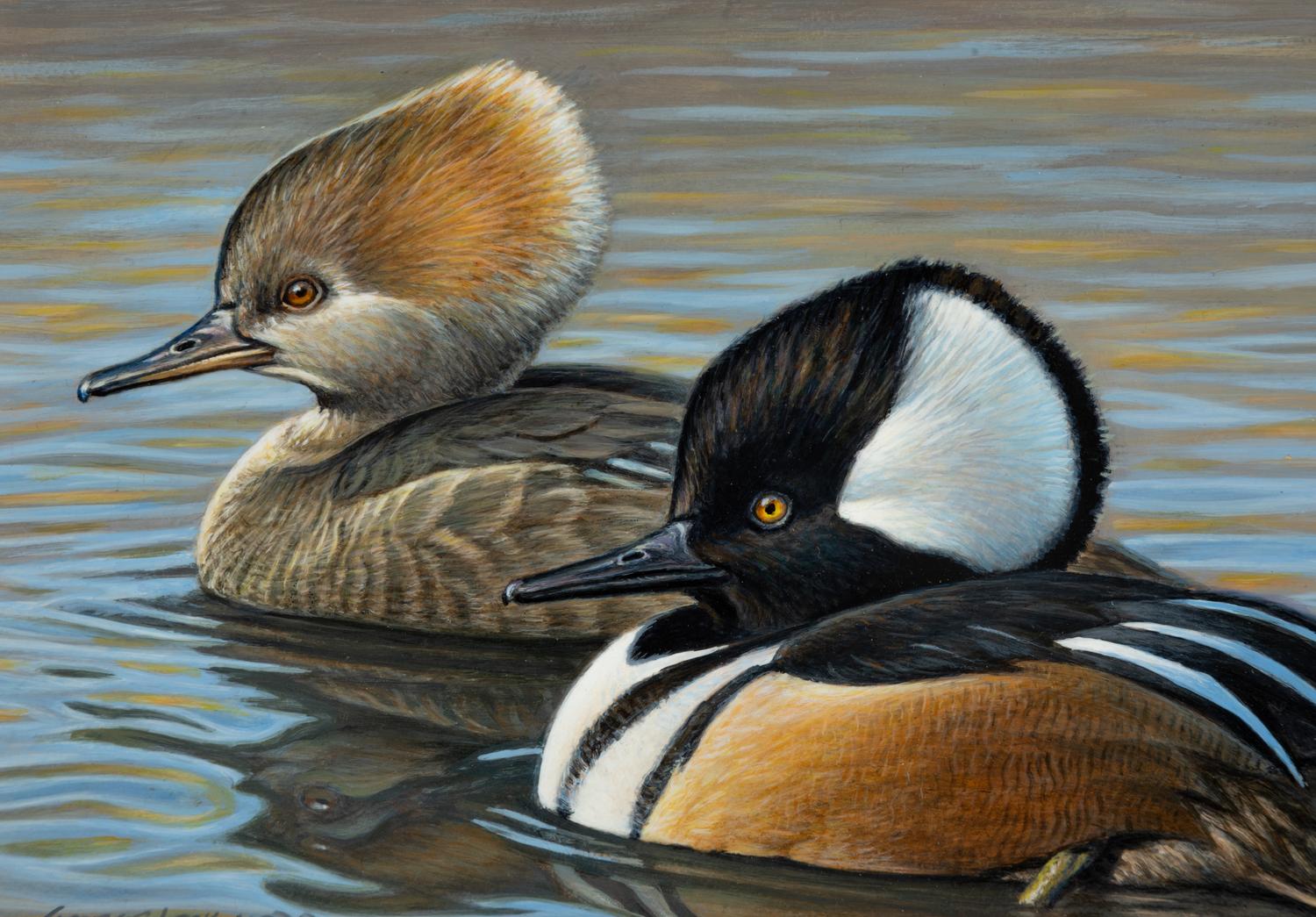 Hooded Mergansers , 1995