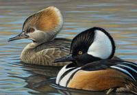 Hooded Mergansers , 1995