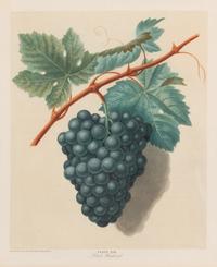 Four Hand Colored Fruit Engravings by George Brookshaw