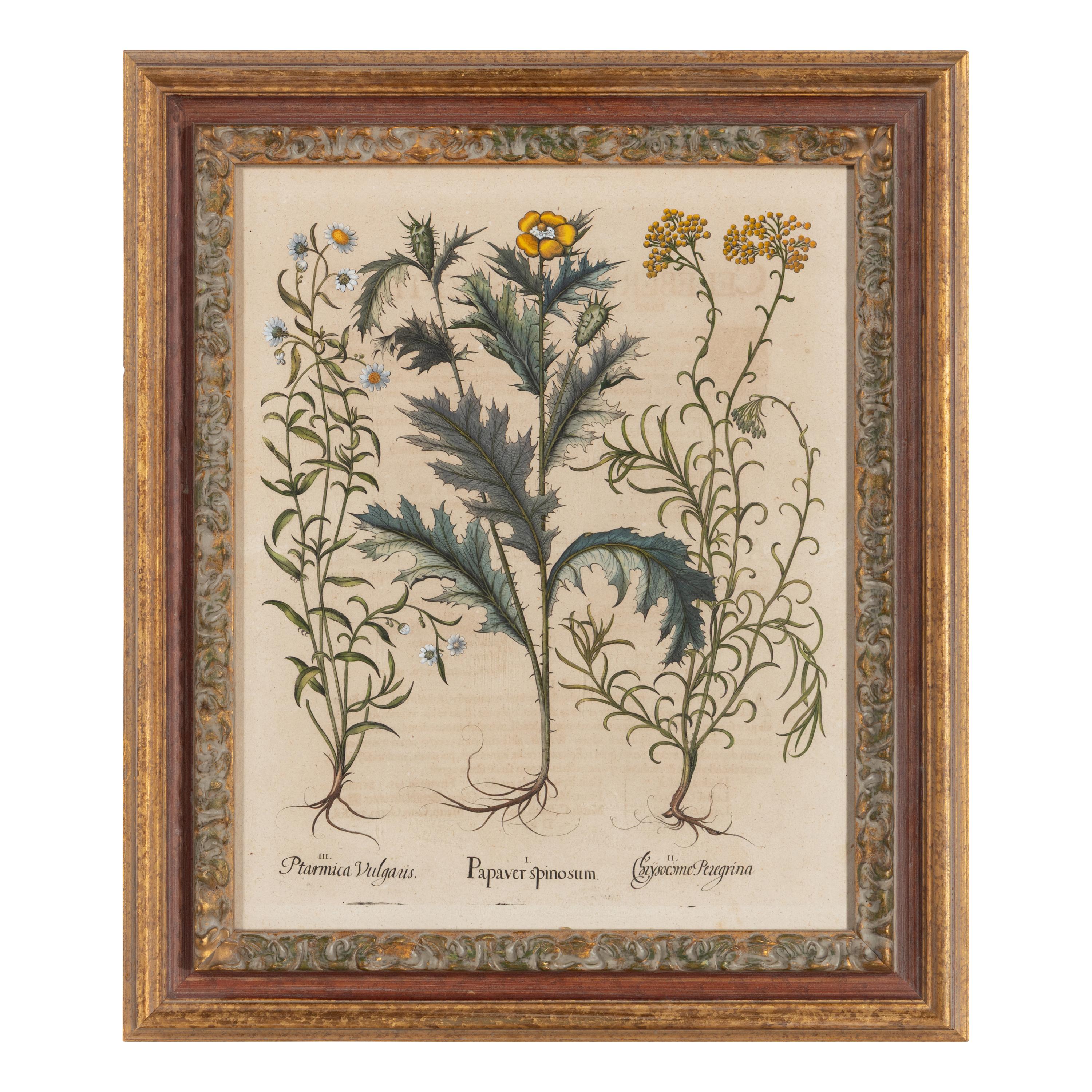 A Group of Five Framed Hand-Colored Botanical Engravings