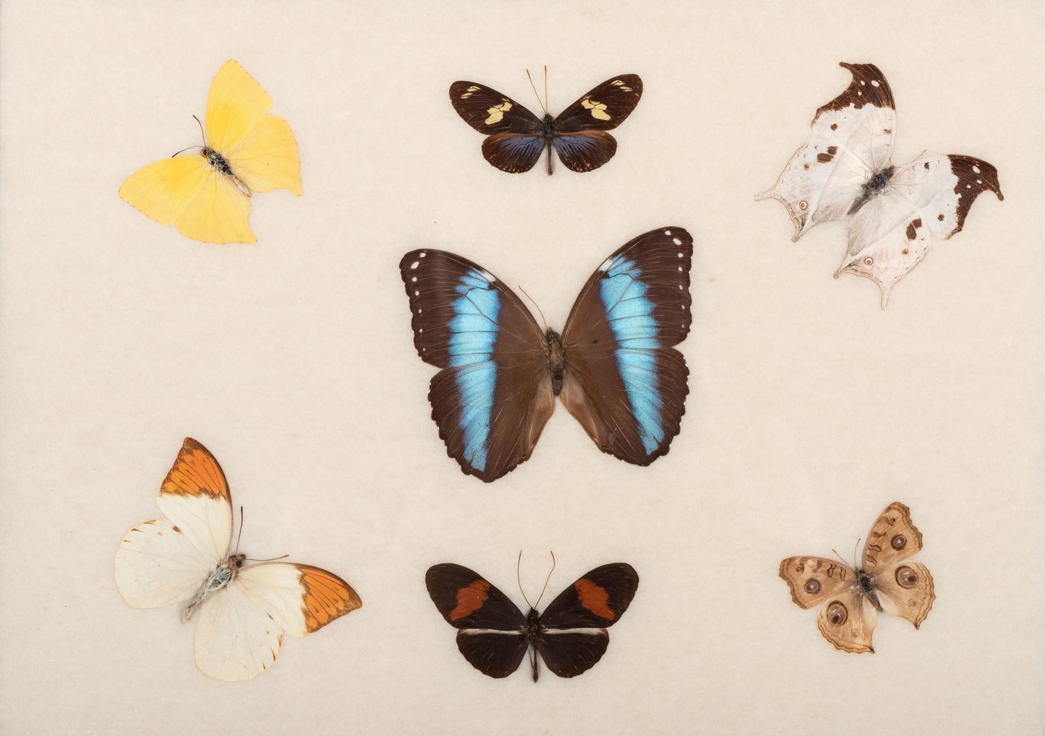 Three Framed Groups of Lepidopterological Specimens