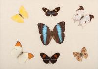 Three Framed Groups of Lepidopterological Specimens
