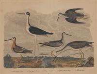 Alexander Lawson (1773-1846) and John G. Warnicke (died 1818), After Alexander Wilson (1766-1813), A Set of Sixteen Hand-Colored Engravings of Various Birds