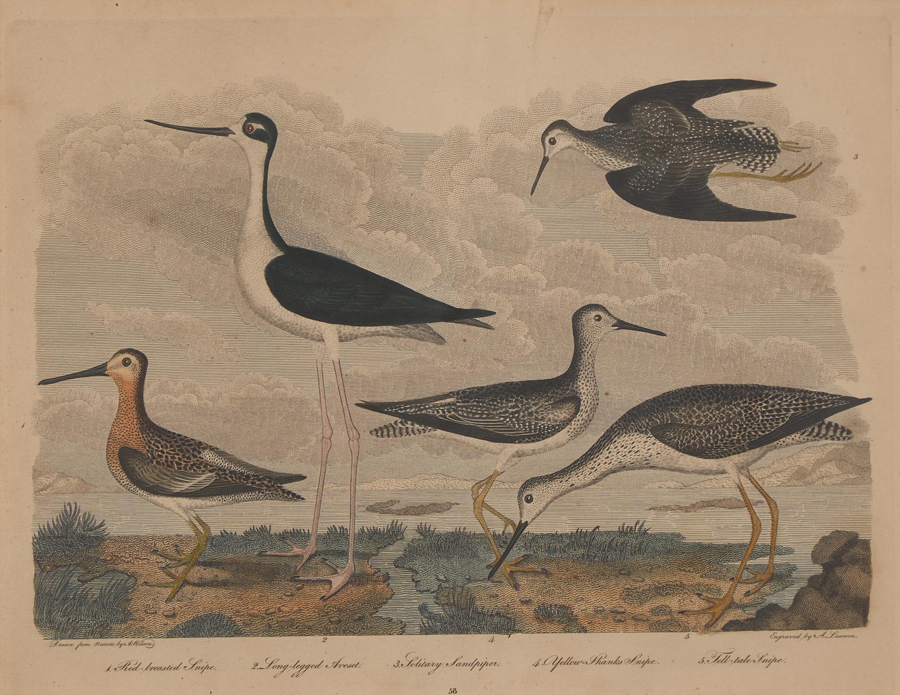 Alexander Lawson (1773-1846) and John G. Warnicke (died 1818), After Alexander Wilson (1766-1813), A Set of Sixteen Hand-Colored Engravings of Various Birds