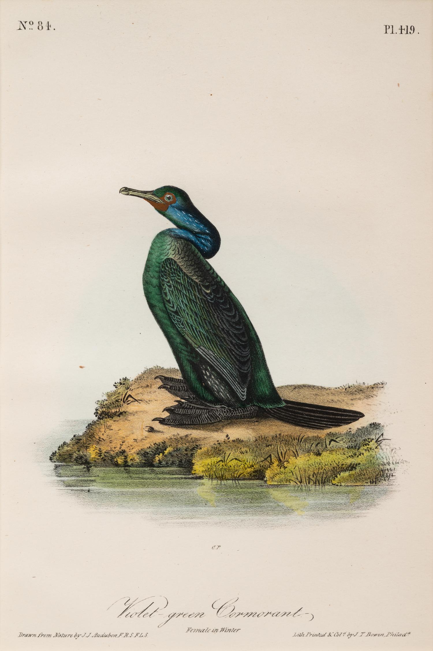 A Group of Four Prints of Aquatic Birds, after John James Audubon (1785-1851)