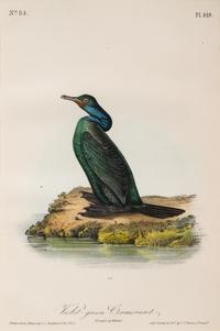 A Group of Four Prints of Aquatic Birds, after John James Audubon (1785-1851)