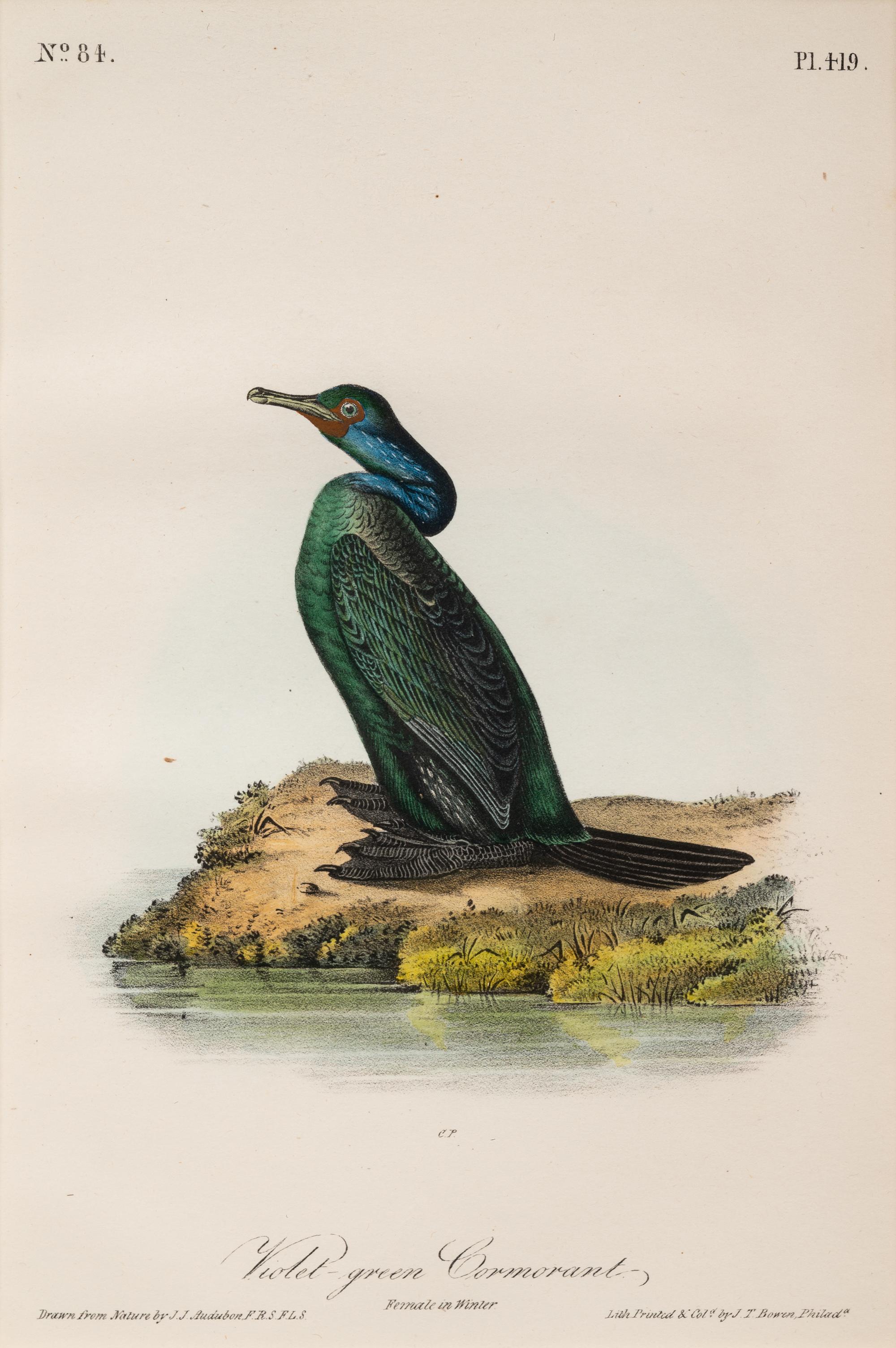 A Group of Four Prints of Aquatic Birds, after John James Audubon (1785-1851)