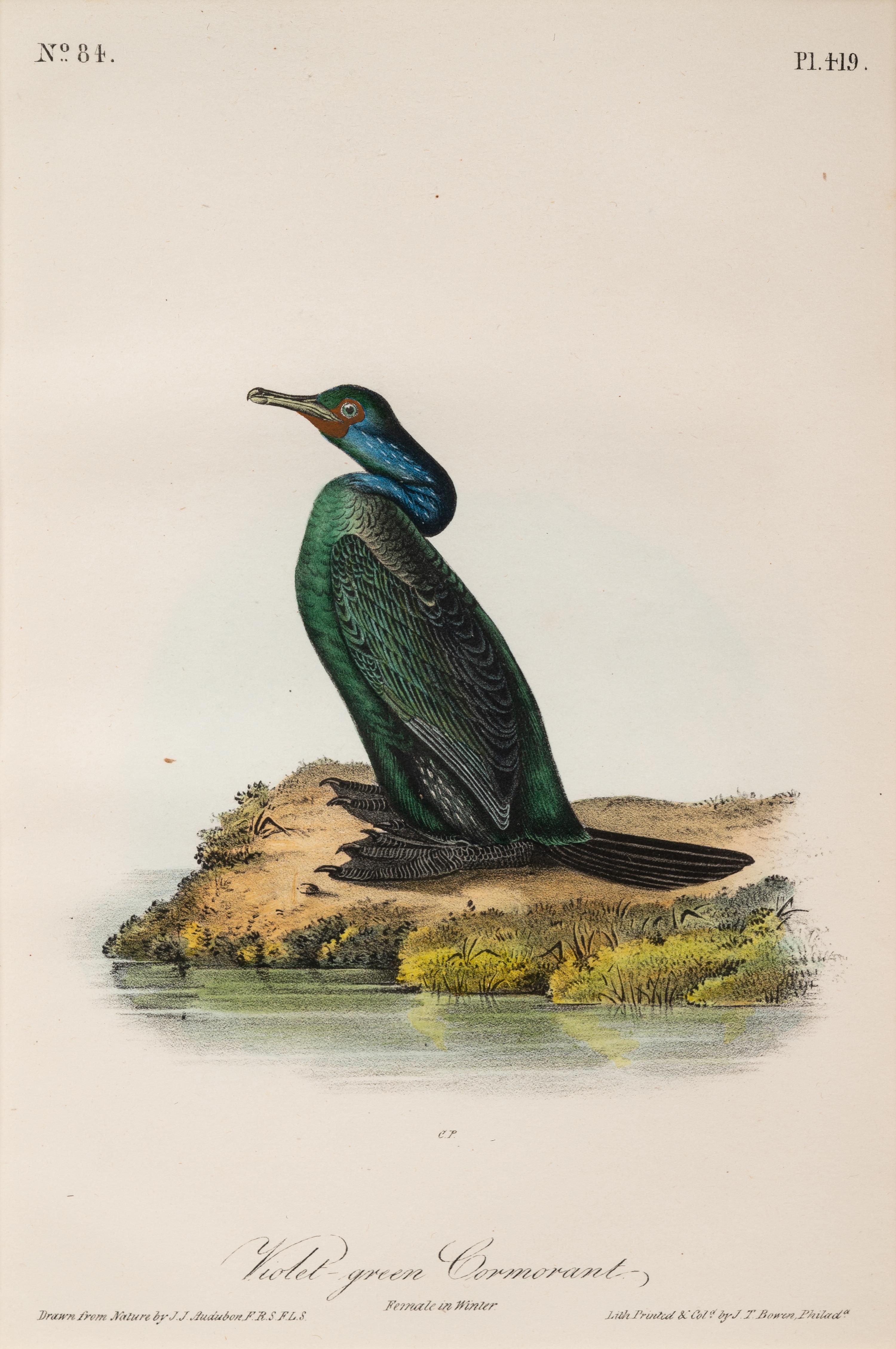 A Group of Four Prints of Aquatic Birds, after John James Audubon (1785-1851)