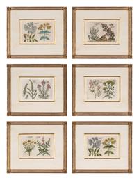 A Set of Six Framed Colored Botanical Engravings
