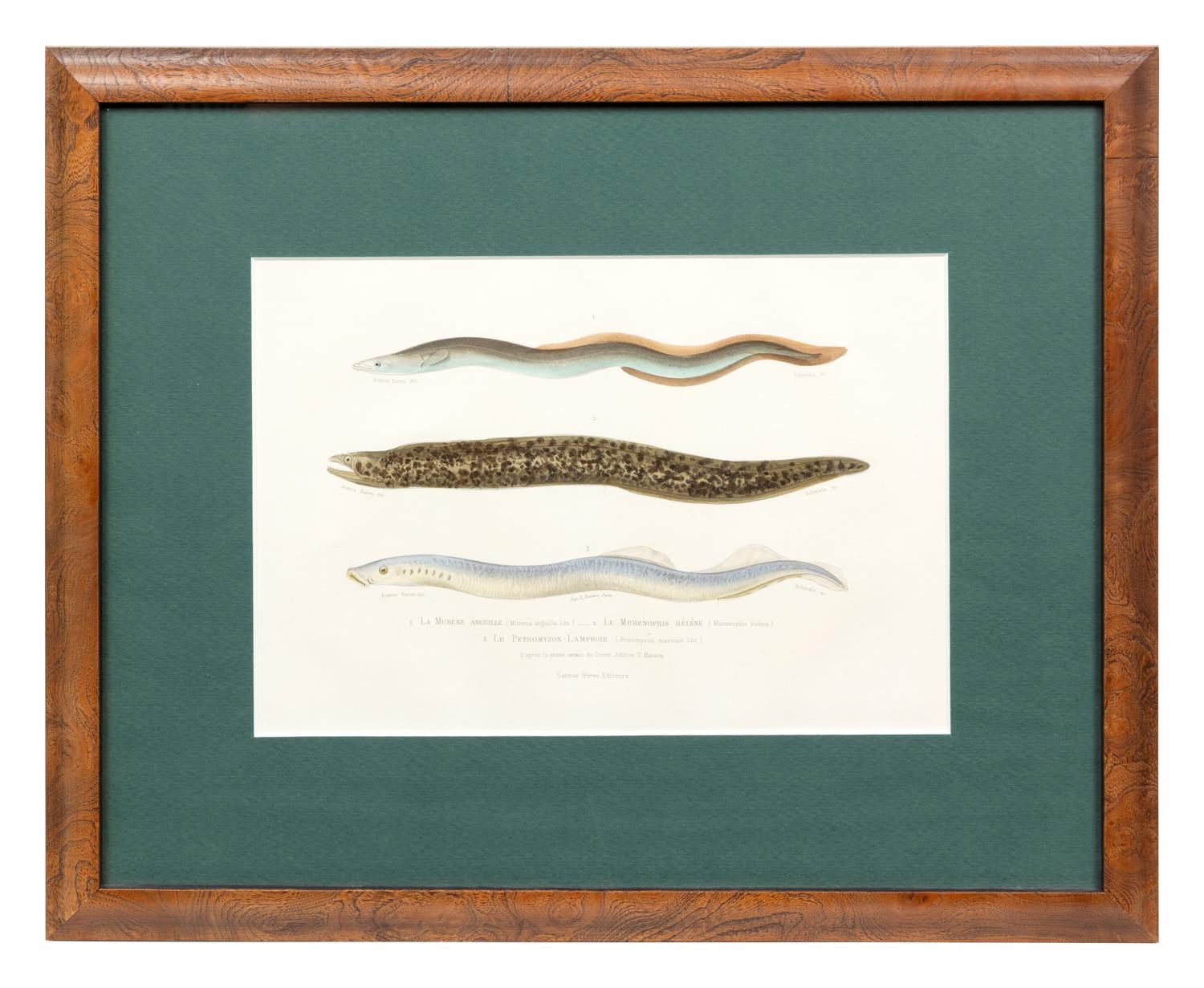 A French Hand-Colored Etching of Eels