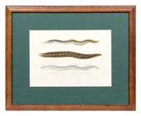 A French Hand-Colored Etching of Eels