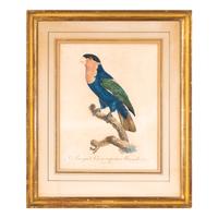 A Group of Nine Hand-Colored Engravings of Birds