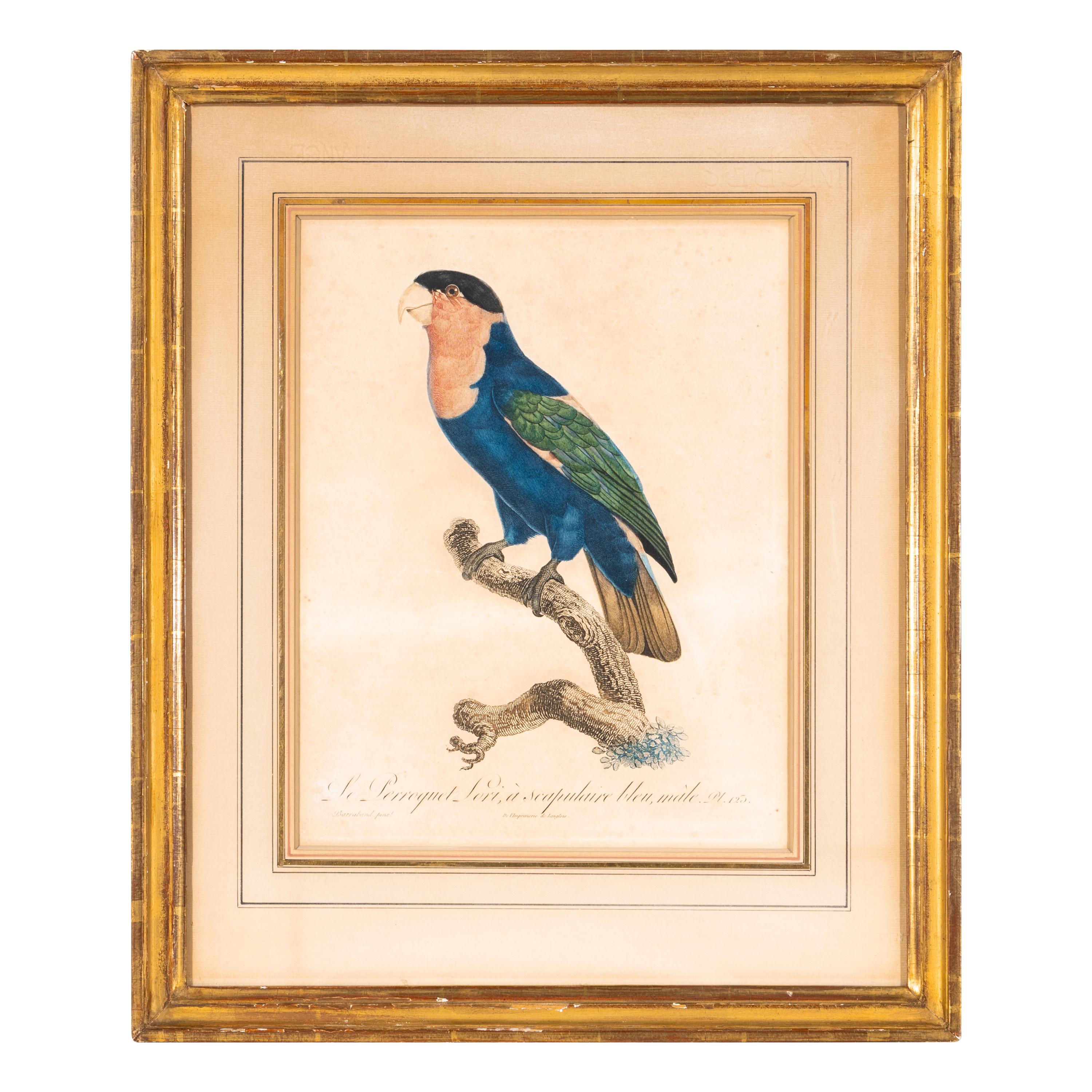 A Group of Nine Hand-Colored Engravings of Birds