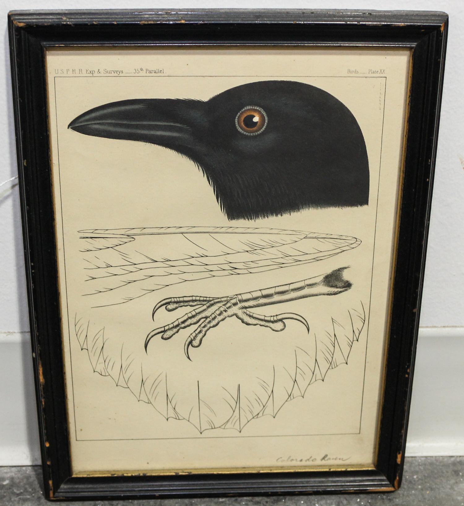 Artist Unknown, (American, 20th century), Colorado Raven
