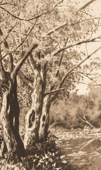 Willows