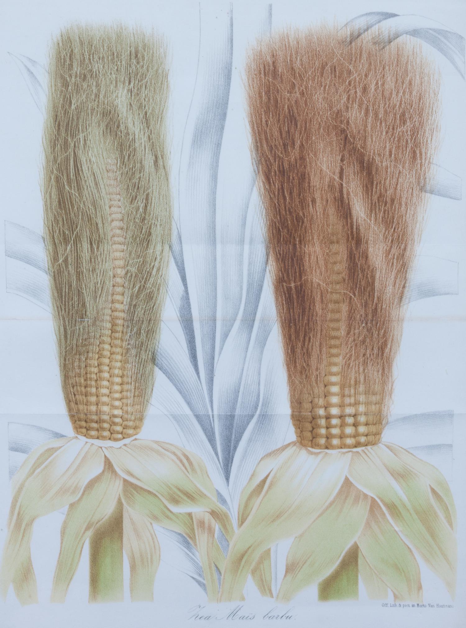 A Collection of Five Agricultural Prints Height of largest frame 21 1/2 x width 17 3/4 inches.