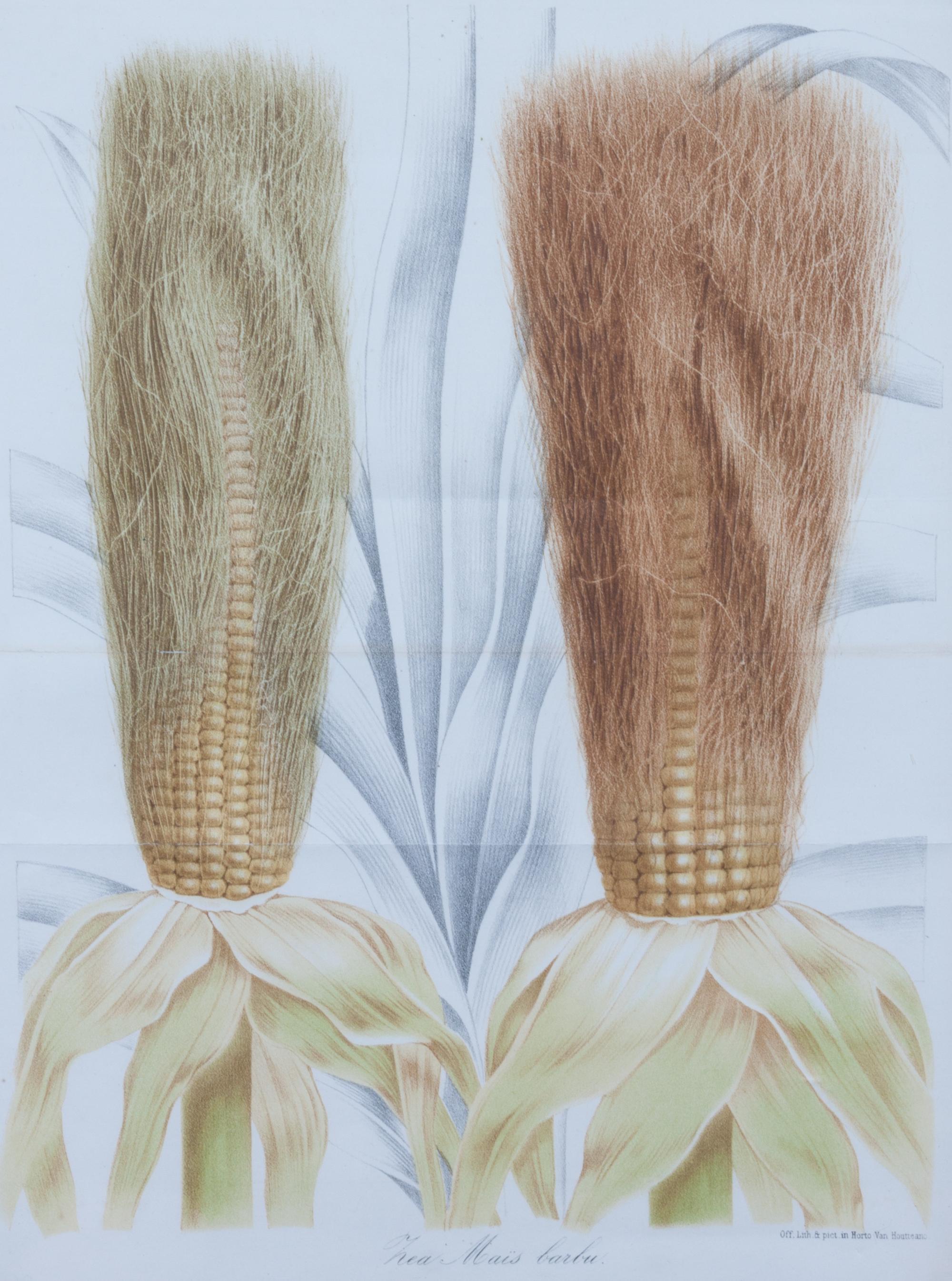 A Collection of Five Agricultural Prints Height of largest frame 21 1/2 x width 17 3/4 inches.