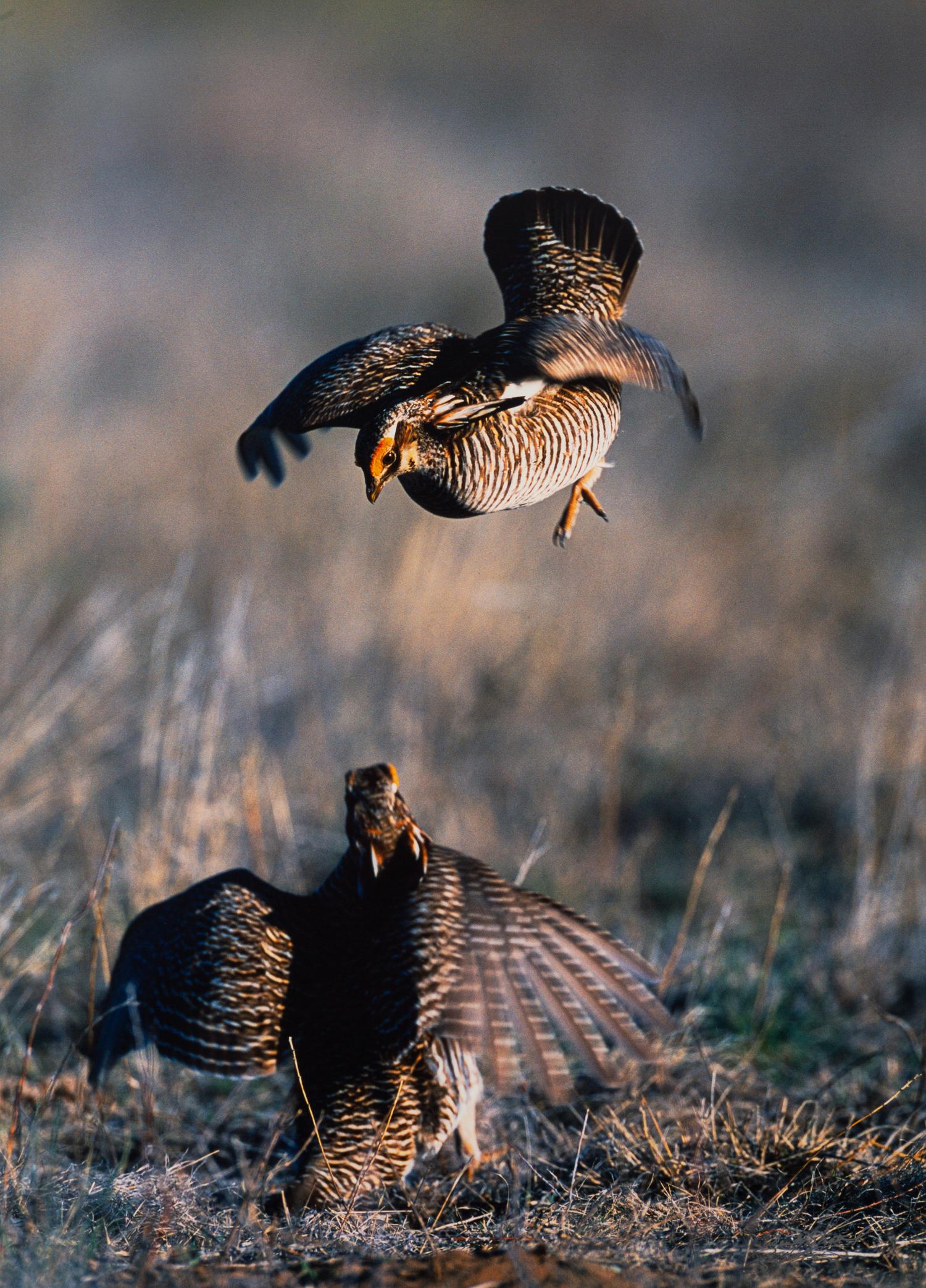 Prairie Vision: Images from a Sea of Grass (2002) Twenty Color Photographs