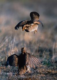 Prairie Vision: Images from a Sea of Grass (2002) Twenty Color Photographs