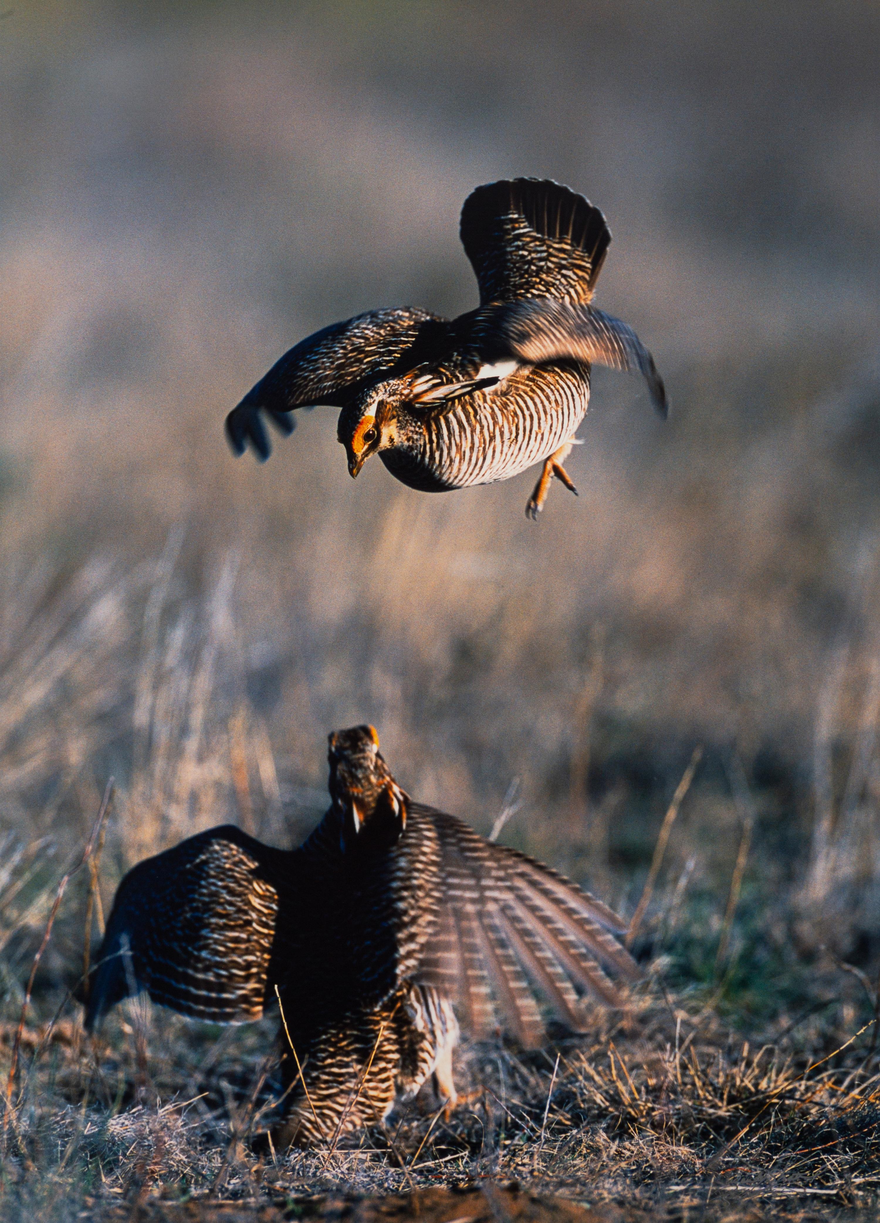 Prairie Vision: Images from a Sea of Grass (2002) Twenty Color Photographs