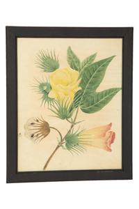 A Set of Eighteen Framed English Botanical Watercolor Illustrations