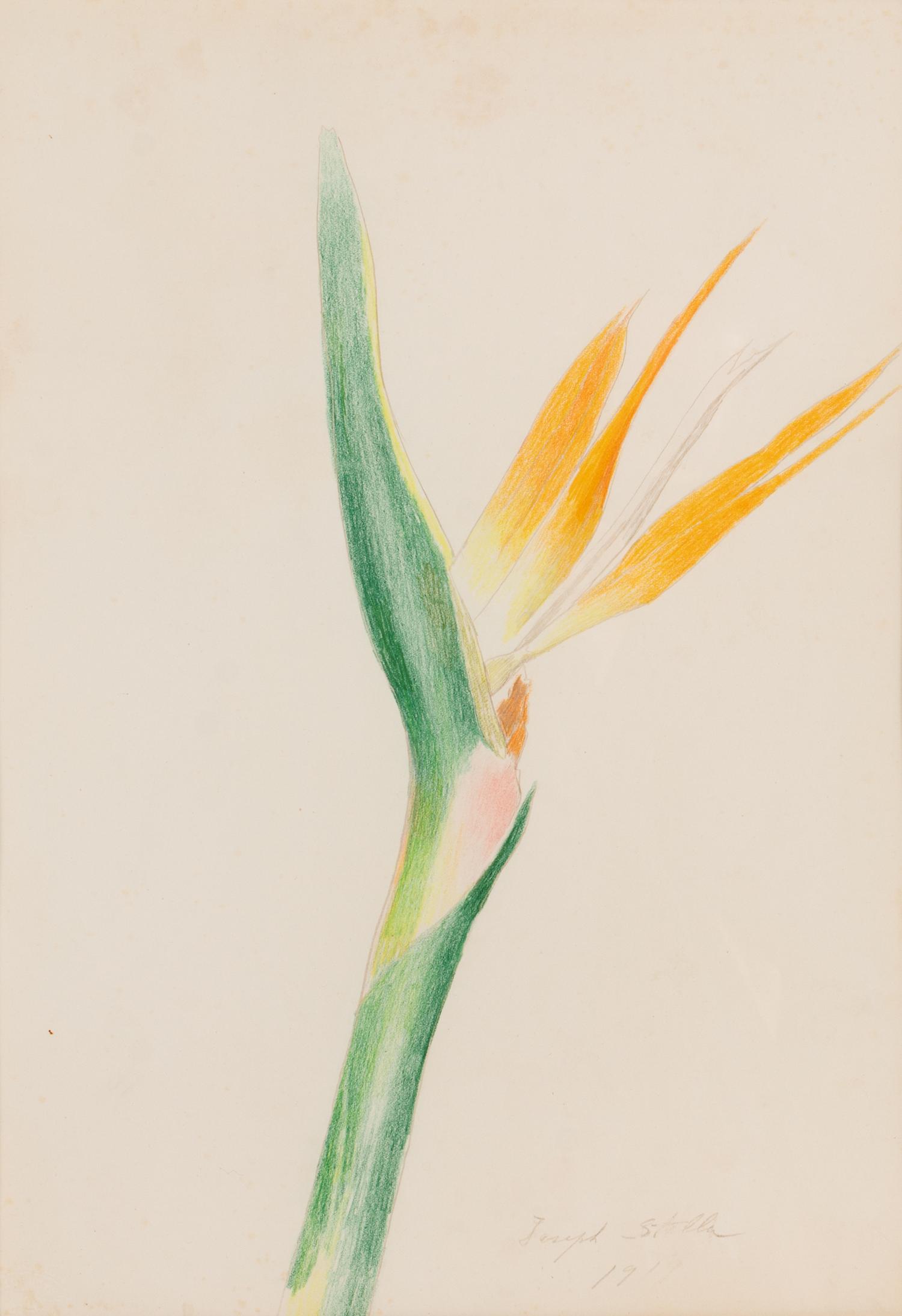 Bird of Paradise