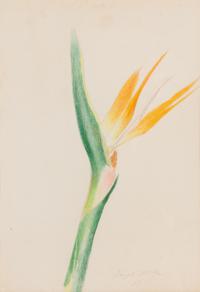 Bird of Paradise