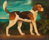 Beagle