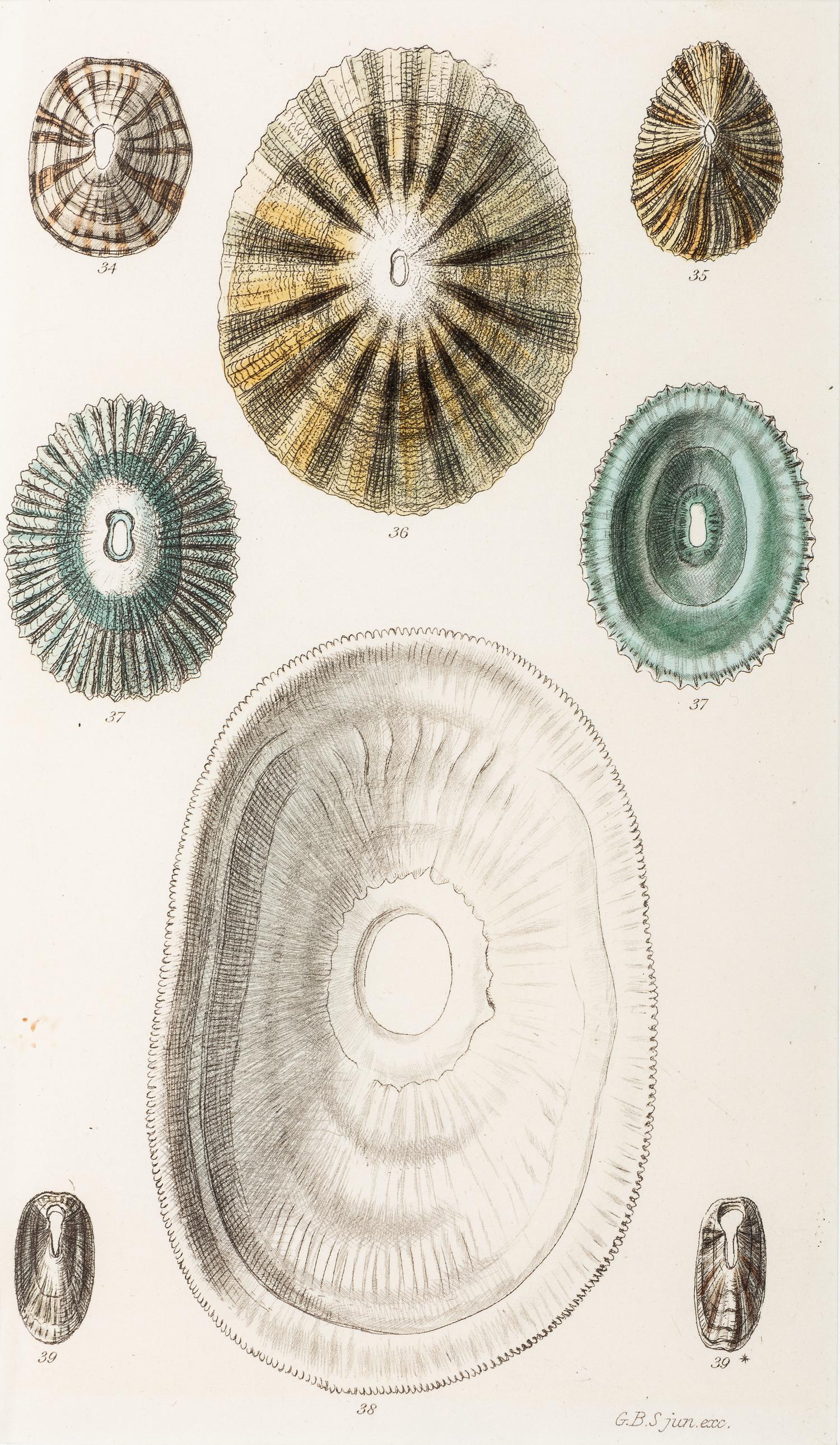 Thirteen Hand-Colored Shell Engravings