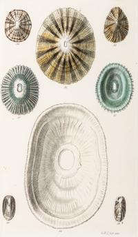 Thirteen Hand-Colored Shell Engravings