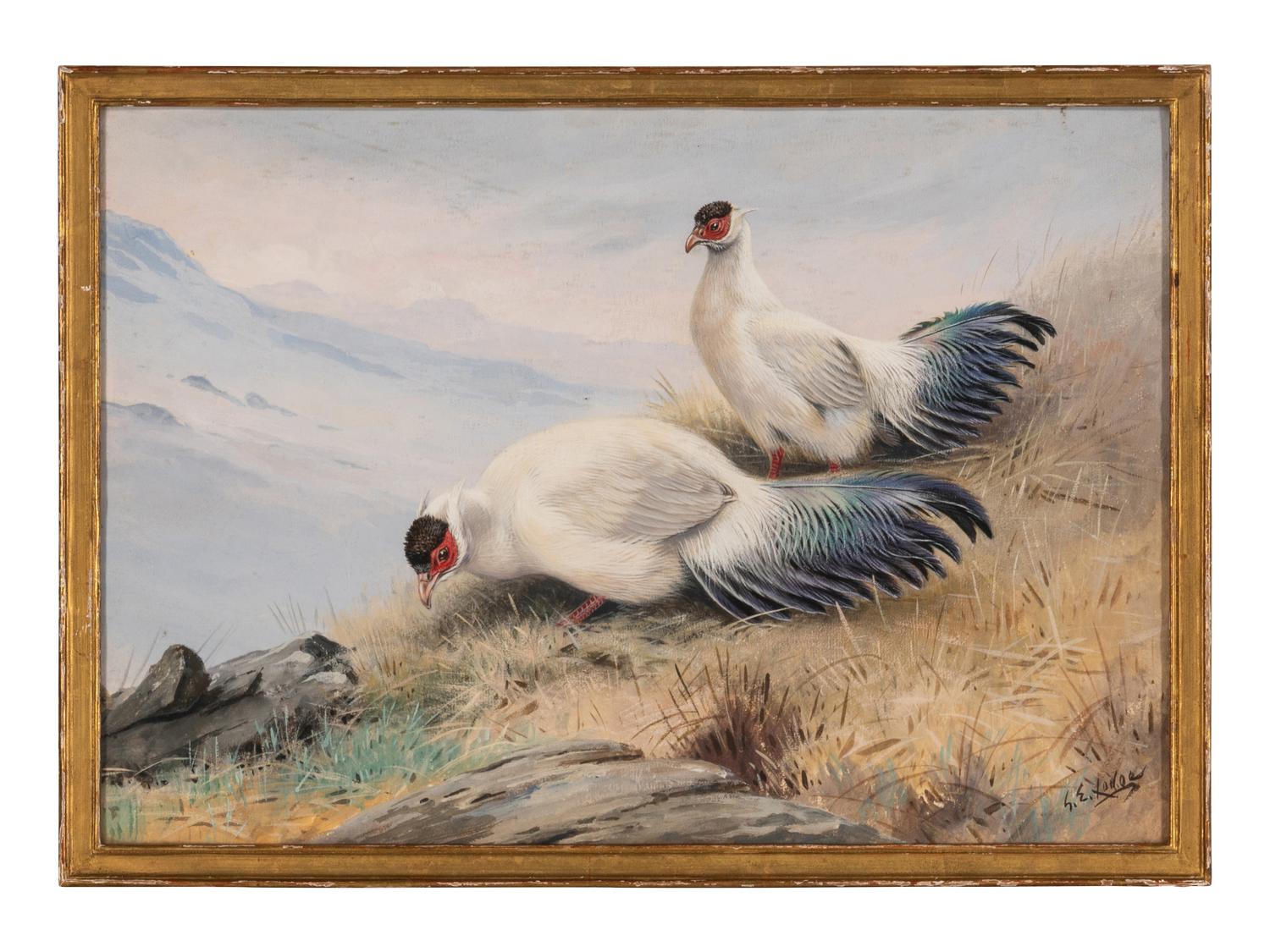 [NATURAL HISTORY]. LODGE, George Edward (British, 1860-1854). White-eared pheasant .