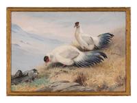 [NATURAL HISTORY]. LODGE, George Edward (British, 1860-1854). White-eared pheasant .