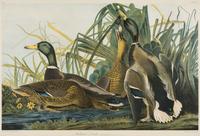 AUDUBON, John James (1785-1851) Mallard Duck (Plate 385) Anas Boschas