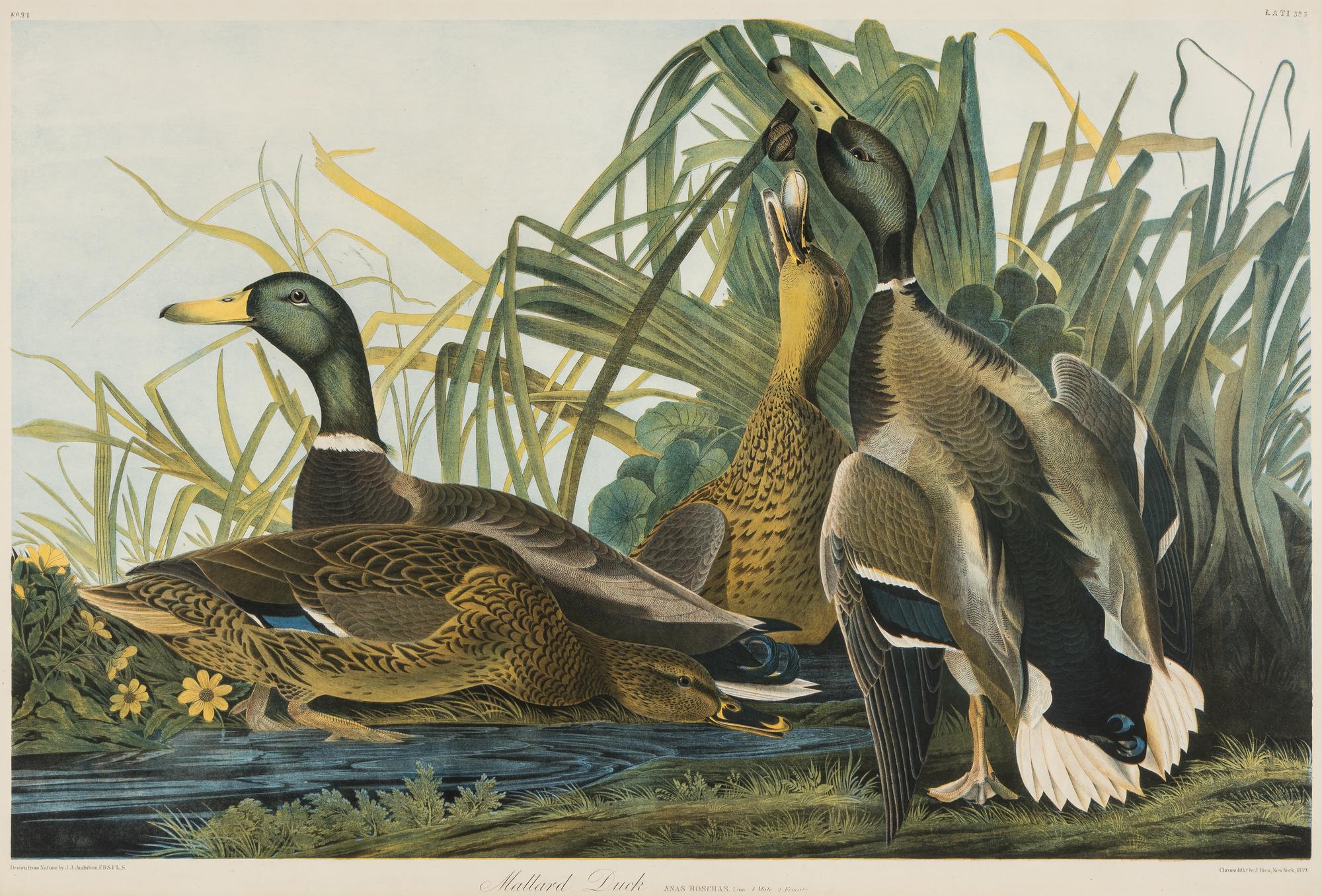 AUDUBON, John James (1785-1851) Mallard Duck (Plate 385) Anas Boschas