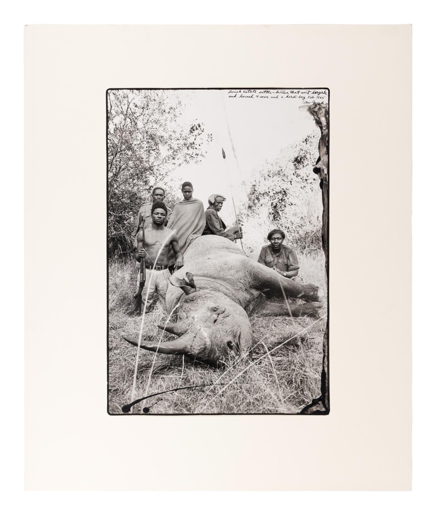 Peter Beard (1938-2020) Lariak Estate cattle-killer that went berserk and harmed 4 cows and a herd-boy, 1965