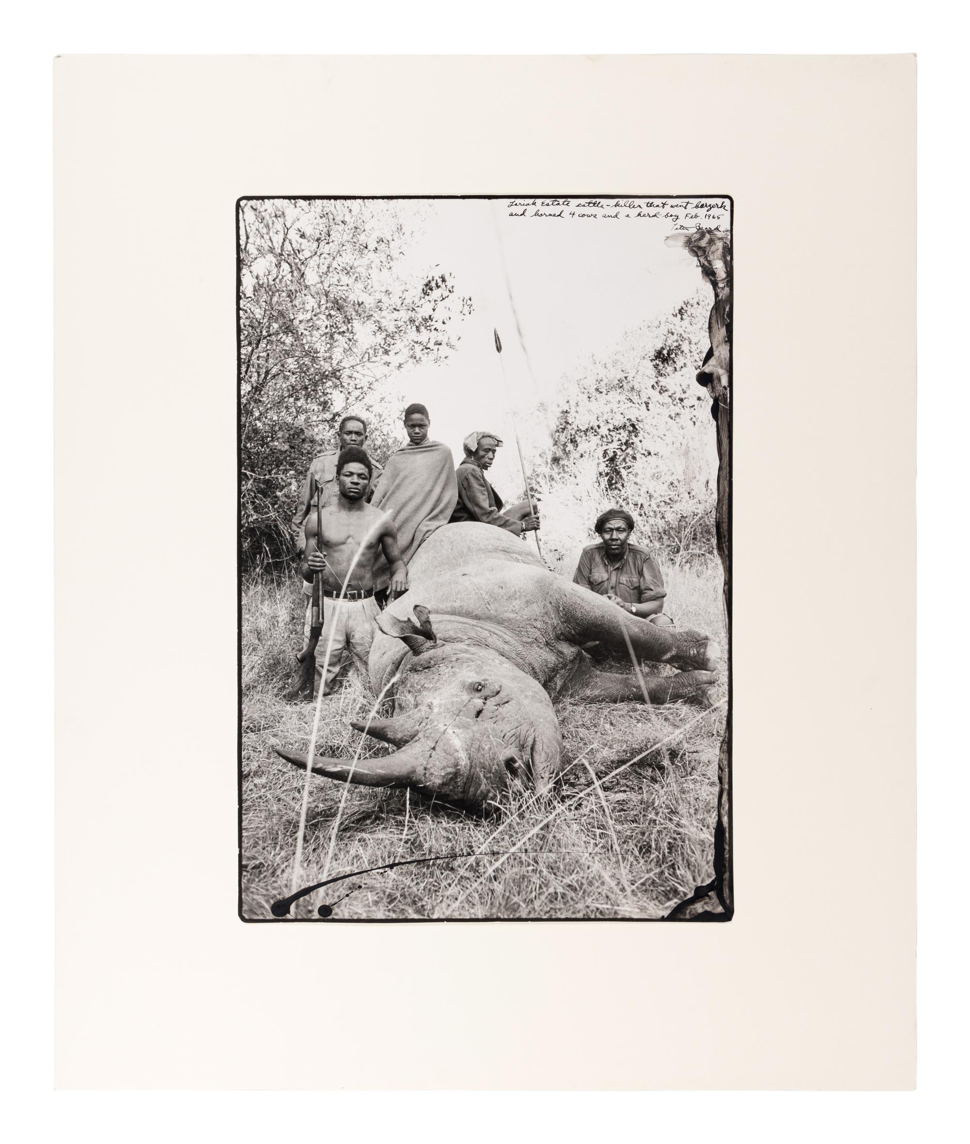 Peter Beard (1938-2020) Lariak Estate cattle-killer that went berserk and harmed 4 cows and a herd-boy, 1965