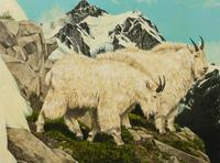 Mt. Goats