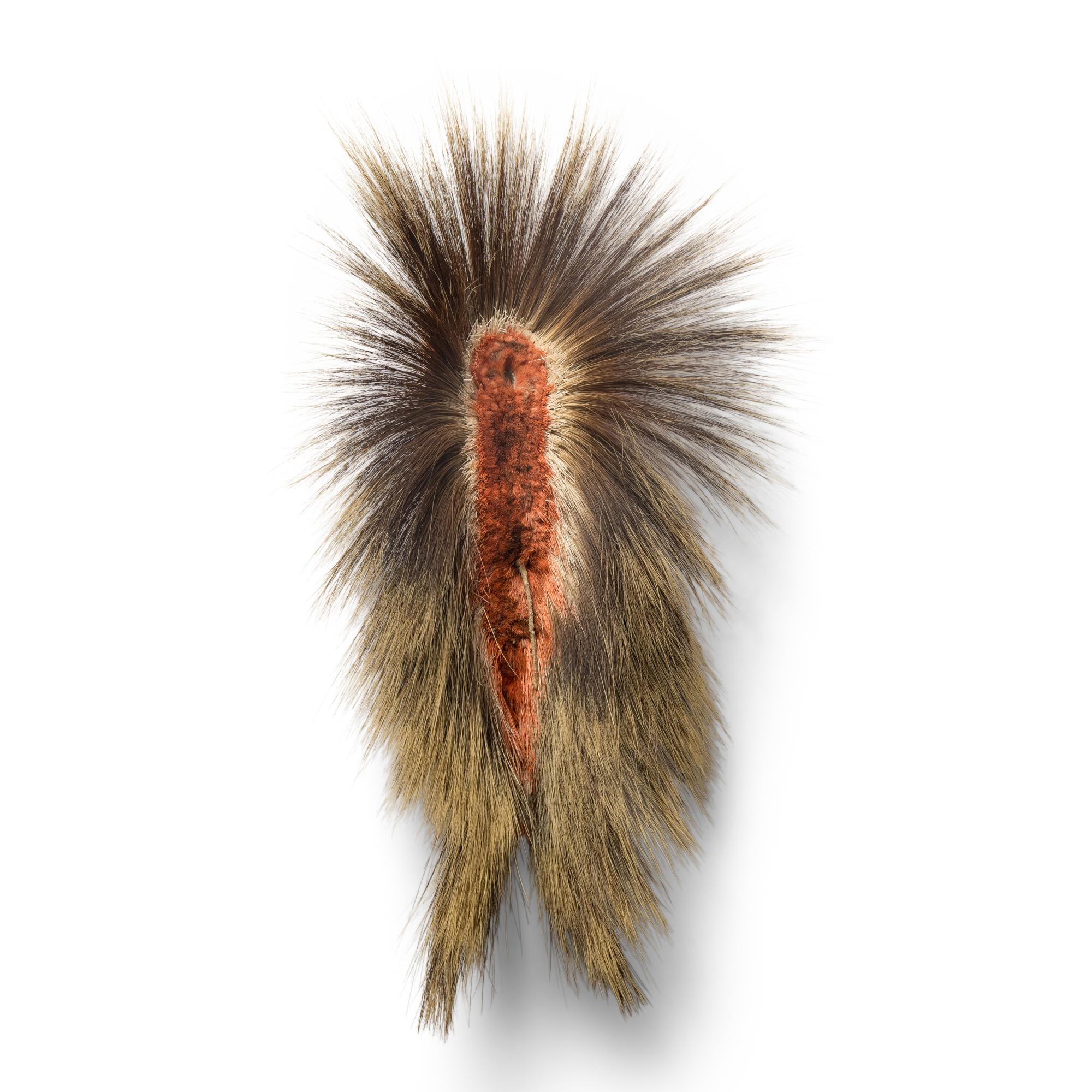 Plains Hair Roach