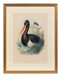 John Gould and H.C. Richter (British, 19th Century)