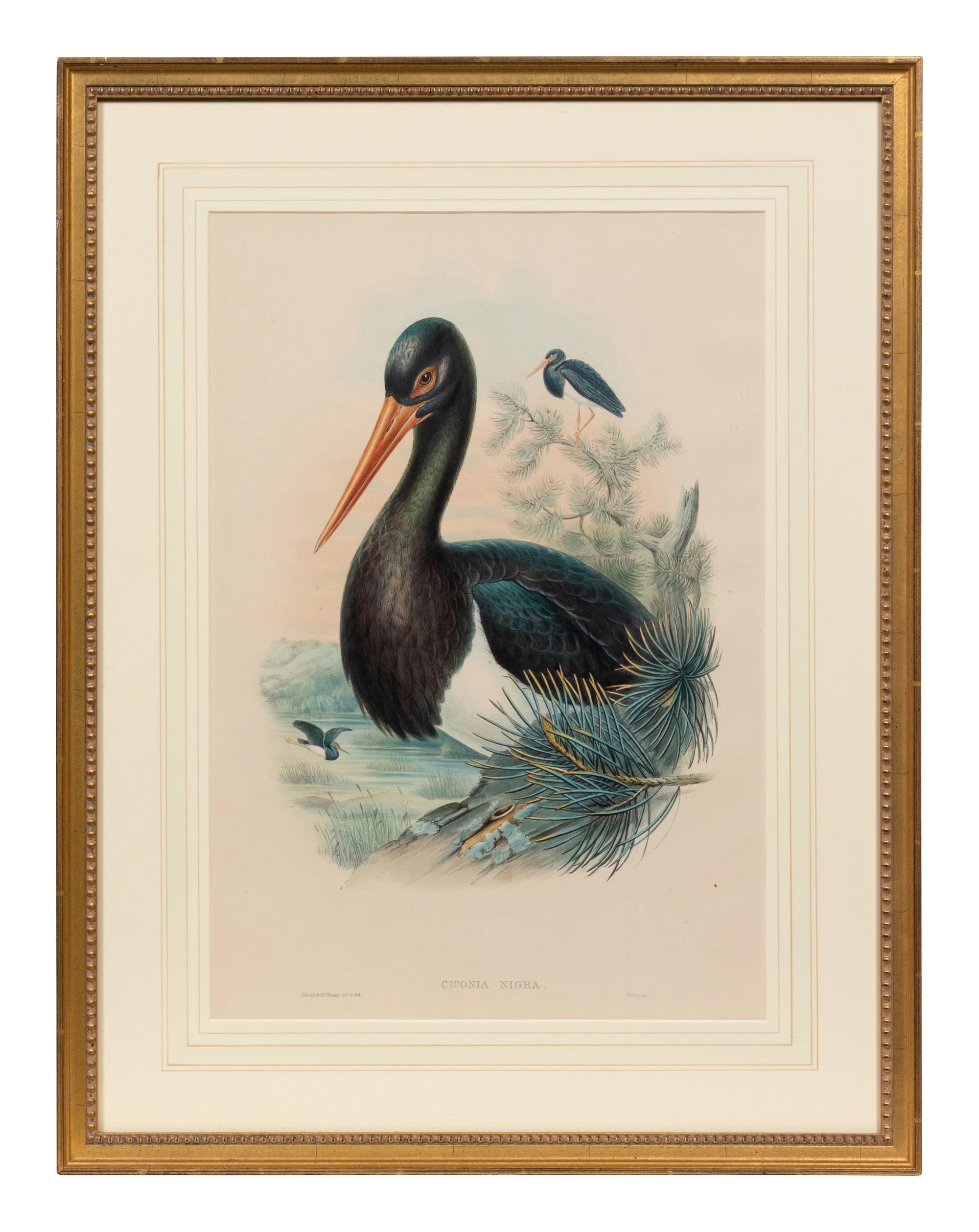 John Gould and H.C. Richter (British, 19th Century)