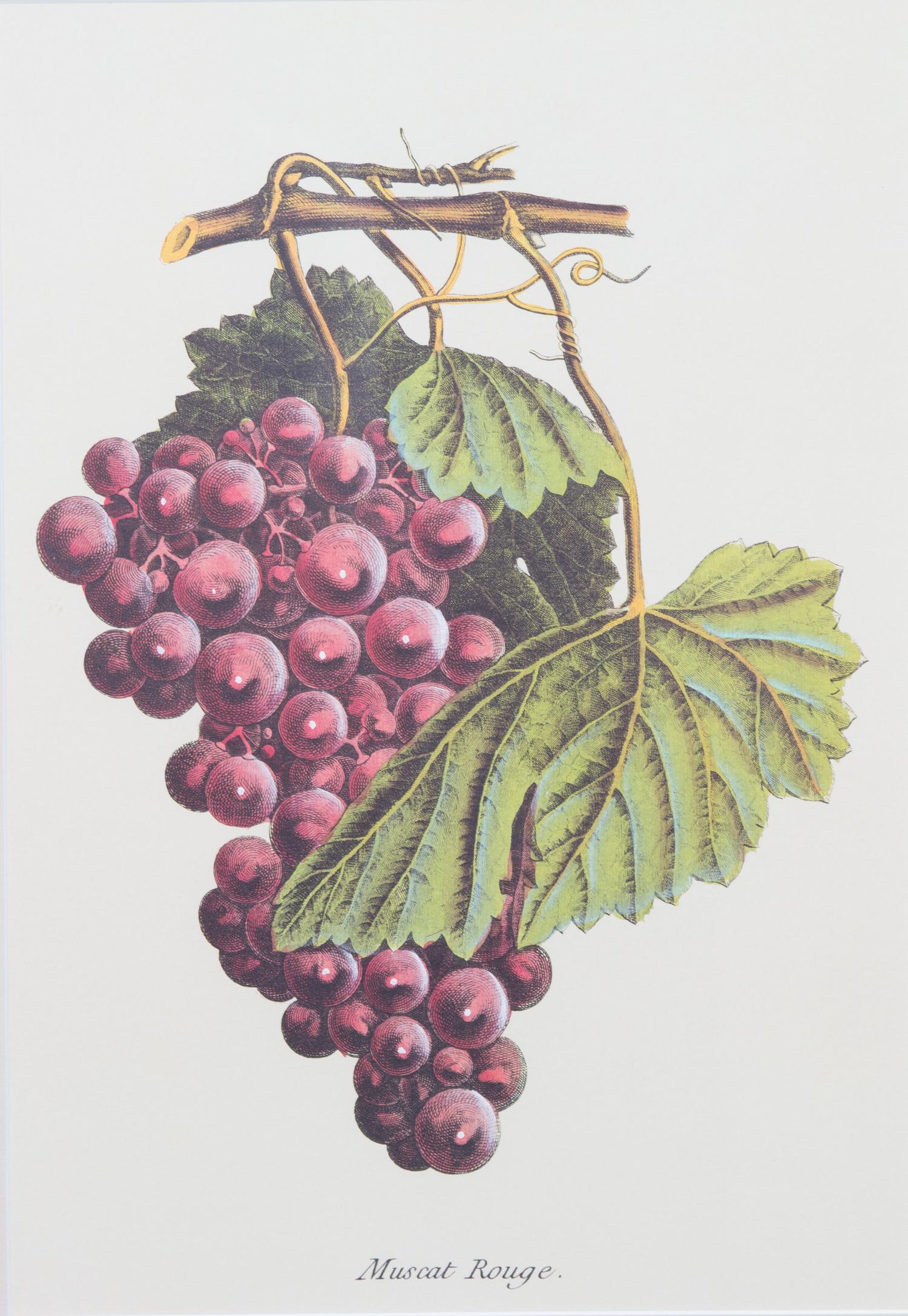 Four Framed Reproduction Botanical Prints of Fruit Framed size 19 3/4 x 15 1/4 inches. — 20TH CENTURY