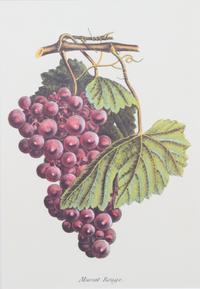 Four Framed Reproduction Botanical Prints of Fruit Framed size 19 3/4 x 15 1/4 inches. — 20TH CENTURY