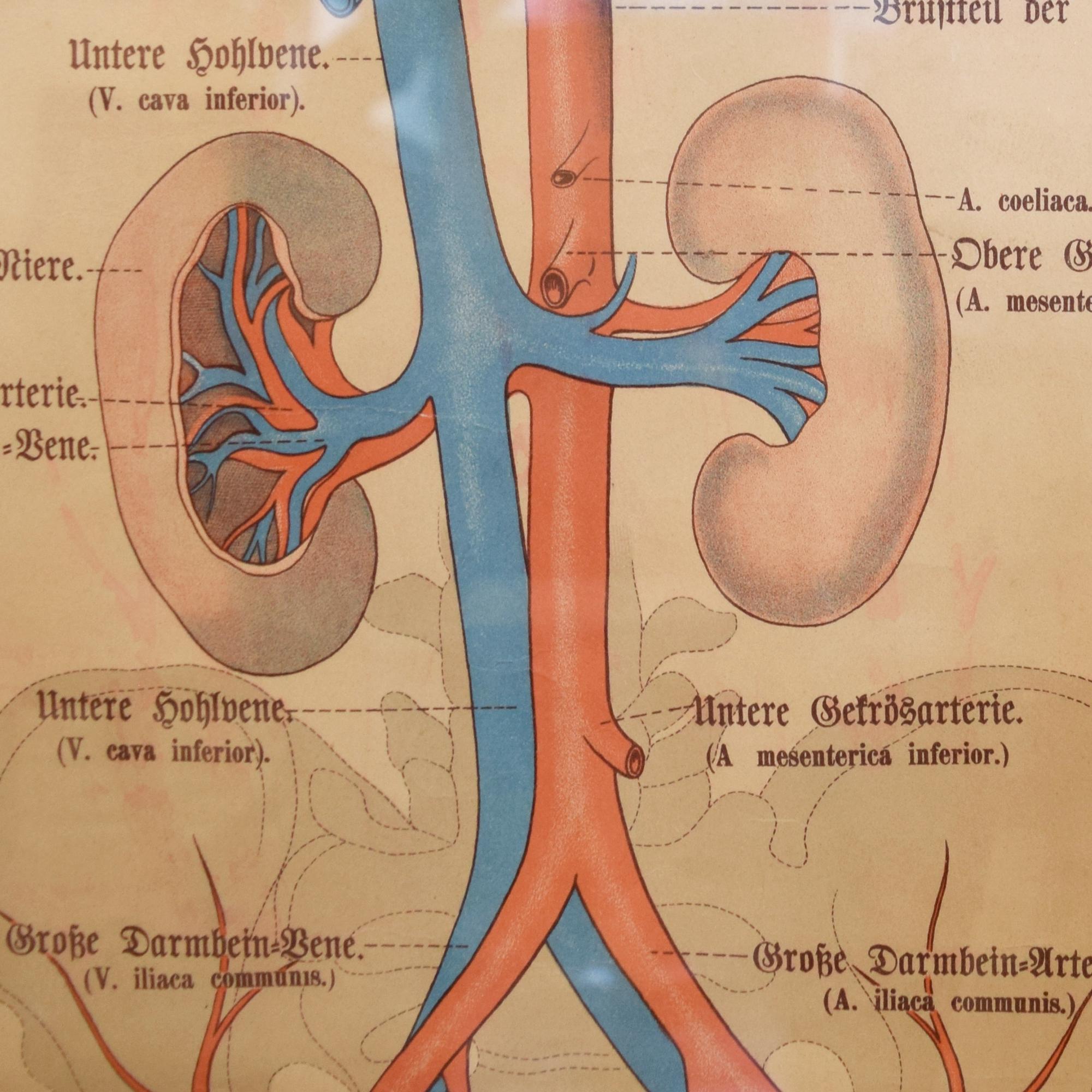 A Circulatory System Chart 22.5" W x .5" D x 63" H — Germany, 19th Century