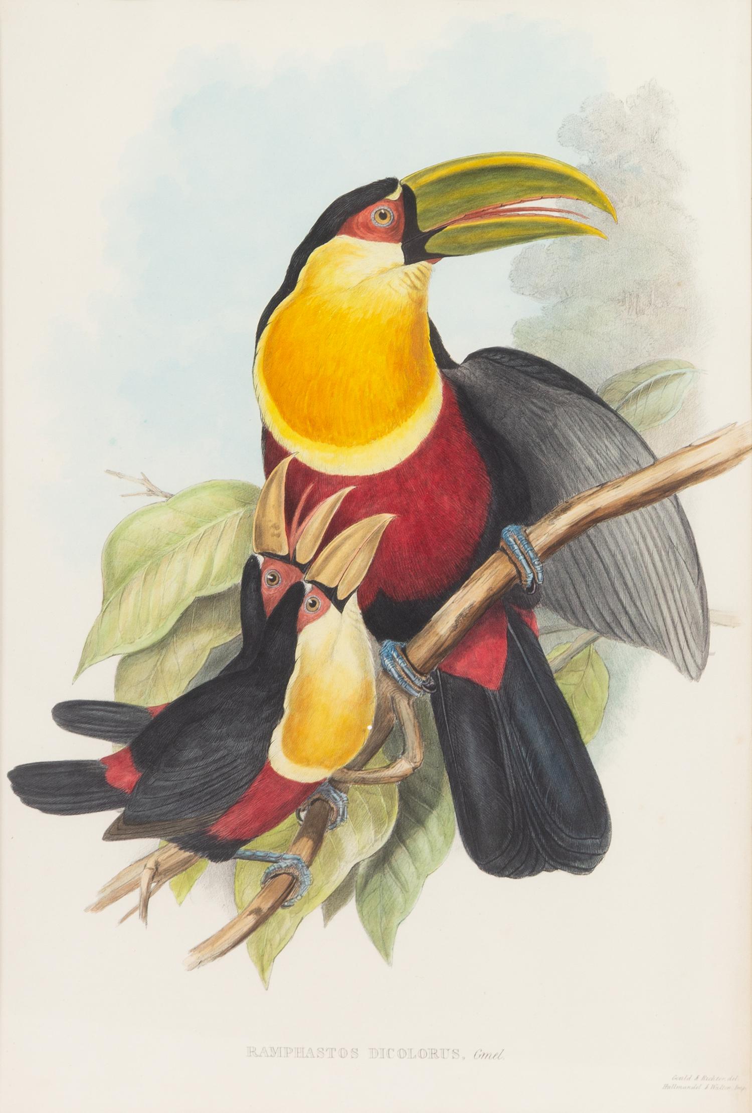John Gould and Henry Constantine Richter (British, 19th Century)