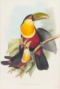 John Gould and Henry Constantine Richter (British, 19th Century)