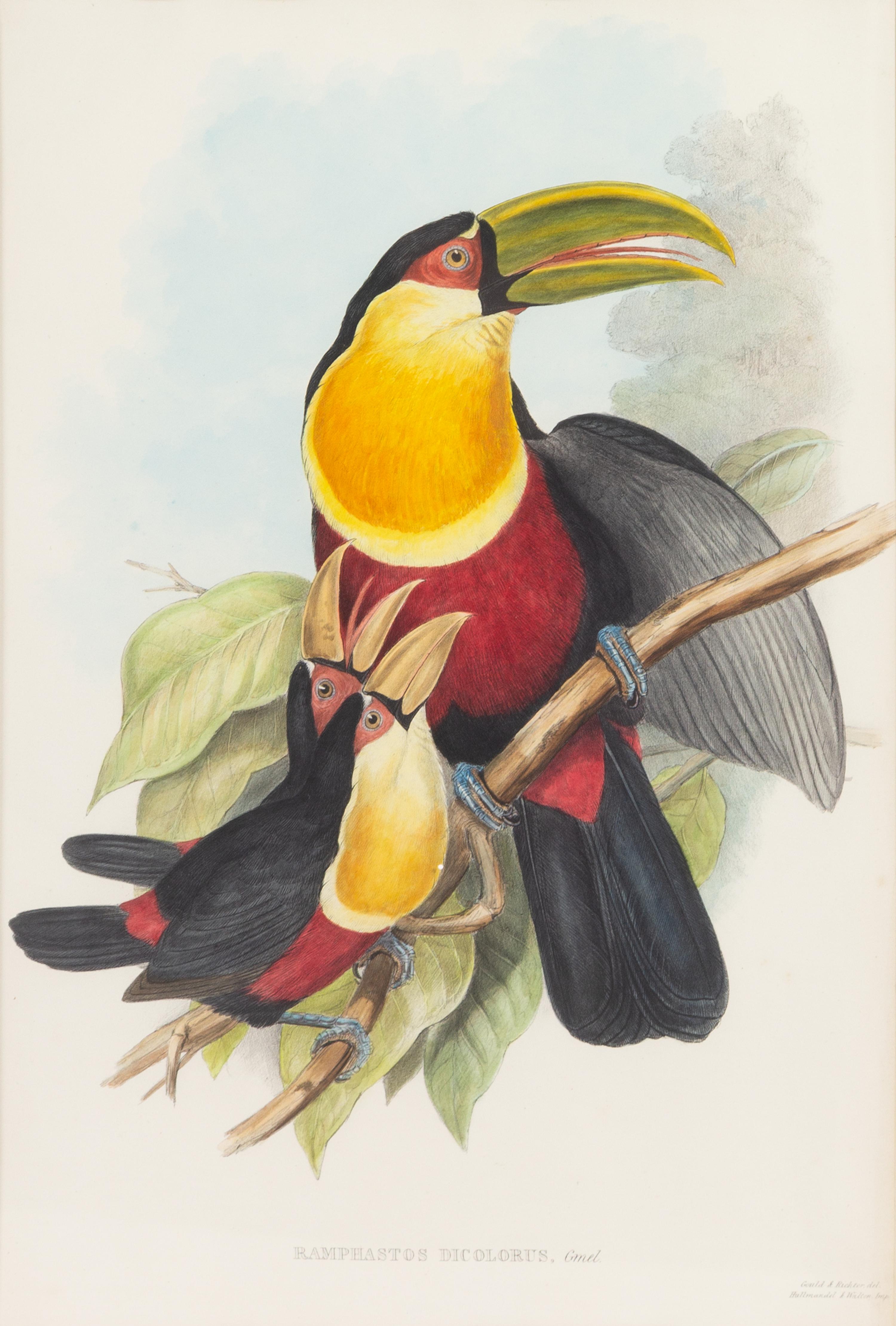 John Gould and Henry Constantine Richter (British, 19th Century)