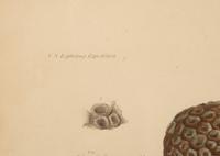 A Set of Four Framed Hand Colored Engravings