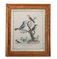 Five Handcolored Engravings of Birds Height 10 x width 8 inches (largest)